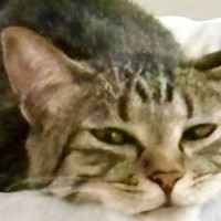 くつろいでいた猫→あごを見ると、『ベッドの柄』のせいで……『奇跡的な光景』に爆笑の声「見える見えるｗ」「立派なニセアゴに癒されたｗ」