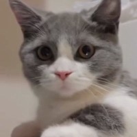 蛇口から出る水が気になる猫→シンクに移動しようとした次の瞬間…予想外の『橋ができあがる瞬間』に「しんどくないのかなｗ」「すごい器用」