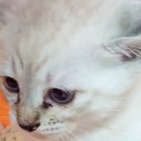 『トイレ中の子猫』を見守っていたら…あまりにもシュールな『まさかの光景』に２万いいね「中に人が入ってそう」「あまりにも３頭身」