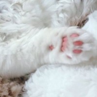 お昼寝中の猫を見たら→仰向けの状態で……あまりにも無防備すぎる『尊い寝姿』に２万いいね「すごい仰向けｗ」「ぬいぐるみみたい」と反響