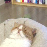 クッションの上で眠っていた猫→完全に『リラックス中』の光景に「ダメになったｗ」「自分のこと人間だと思ってそうｗ」と３万いいね