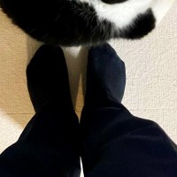 いつもより早く『パパが帰宅』した結果、猫が……尊さ限界突破の『お出迎えの様子』に４万いいね「喜びの舞ｗ」「全力で表現してるｗ」