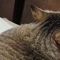 椅子の上にいた猫の『フォルム』が……幻の生物そっくりな光景に笑ってしまうと12万表示「カラダのラインがｗ」「すごい広がり方」