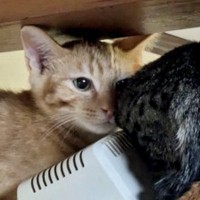 業者さんが来た日、『隠れてしまった子猫たち』を探していると…まさかの場所で『集合している光景』に「怖いよねｗ」「人見知り団子」と反響