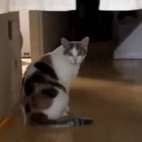トイレの前で『出待ちしていた猫』→なぜか人間が後ろから現れると…まさかのリアクションに３万いいね「偽物だと思われてる？ｗ」「頭いいね」