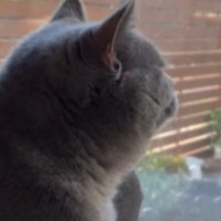 窓の外を平然と眺める猫→『おてて』に注目すると…思わず笑ってしまう『まさかの状況』が21万再生「プライドを感じるｗ」「不自由なのにｗ」