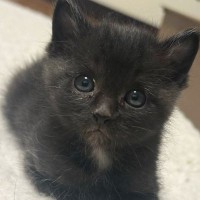 とっても小さくて『可愛らしかった黒猫』が成長した結果…衝撃のビフォーアフターに爆笑する人が続出「変身しすぎｗ」「破壊力が凄いｗ」
