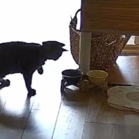猫がいつも食べているはずの『ごはん』を警戒し始めて…『まさかの展開』に爆笑の声「無事吹いたｗ」「びっくりしてて可愛いｗｗ」