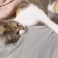 激しめに遊んでいた猫→撮られていることに気が付いた次の瞬間…可愛すぎる『リアクション』に「スンッ…ヨッ」「見てたのにゃｗ」と反響