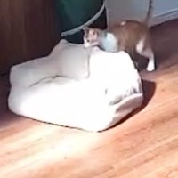 『見守りカメラ』を覗いてみると…『留守番中の猫』がしていた『まさかの行動』に「天才すぎないか」「日向で寝たかったのかなｗ」と話題