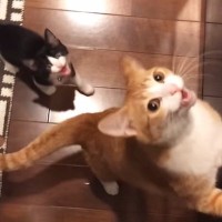 大きな声で鳴いて『おやつをおねだりする猫たち』→8年後…尊すぎるビフォーアフターが123万再生「変わらない可愛さ」「まだまだ赤ちゃん」