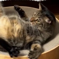 お気に入りの場所を取られたくない『キジトラ猫』…まさかすぎる『撃退方法』が49万再生「思いが伝わるｗｗ」「コンニャローｗ」と爆笑の声