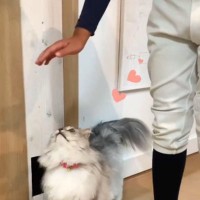 息子のことが大好きな猫→頭上に手を出されると…とんでもなく尊い『まさかの行動』に悶絶の声続出「デレデレだねｗ」「た、たまらん」