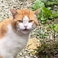 3年前、怯えていた『1匹の野良猫』を保護した結果…見違えるほどの『顔つきの変化』に「泣いてしまうわ」「別猫のようだ」と感動する人が続出