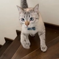 2匹の猫が『階段の上り下り』をすると…『個性あふれる様子』が可愛すぎると123万再生「左右に揺れるお腹ｗ」「ウサギ跳び凄いｗ」と話題