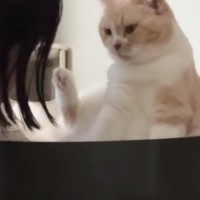『普段は人を攻撃しない猫』が反射的に噛みそうになった結果…直後の『尊すぎるリアクション』が172万再生「なんて優しい」「可愛すぎｗ」