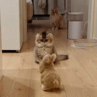 猫たちがぴょこぴょこ動く『うさぎ型ロボット』を見た結果…笑ってしまう『リアクション』が21万再生「すべてが可愛い」「話し合ってるｗ」