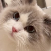 お風呂の『出待ちをする猫』→飼い主が出てくると…とんでもなく尊い『健気な様子』が46万再生「キャー可愛すぎ」「ずっと見てしまう」と悶絶