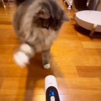 飼い主がバリカンを持って移動すると『バリカン嫌いな猫』が…笑える光景が10万再生突破「ついてきてまでｗ」「一生懸命でかわいいｗ」