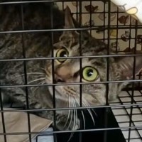 山に捨てられ、人間をひどく怖がっていた猫…保護されて時間が経つと→別猫のような『現在の様子』に感動の声「変わったね」「ありがとう」