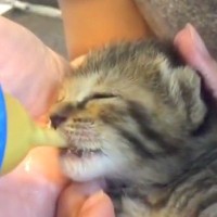 道路脇で鳴いていた赤ちゃん猫を保護→生後１週間をすぎると…涙が出るほど『尊い変化』に「とても愛おしい」「お腹ぽんぽこりん天使」と反響