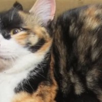 全身が麻痺、動けない状態で『保護された三毛猫』…献身的なケアで起きた『驚きの変化』と『現在の様子』に感動「奇跡だね」「本当に良かった」