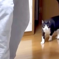撫でてほしくて息子を追いかける白黒ネコ→床に寝転がって…尊すぎる『健気な様子』に「しっぽピーン」「抱っこしたくなっちゃう」と反響の声