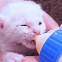炎天下、草むらで保護された子猫→ひとりぼっちになってしまい、10ヶ月後…『感動の物語』に「もらい泣きした」「幸せに」と反響集まる