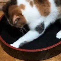 『猫がくつろぐ姿』を想像して『寿司桶』を置いた結果…完全に予想外な『使い方』に１万いいね「魚の匂いが残ってるのかなｗ」「楽しそうｗ」