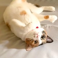 朝起きると、ベッドに爪がひっかかった猫を発見→取ってあげようとしたら…『絵本のような展開』に「あざと猫」「気持ちが通じ合ってる」の声