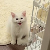 甘えん坊の子猫が『3時間ぶりにママと再会』した結果…涙が出るほど尊い『お出迎えの光景』が54万再生「鳴き声たまらん」「もう私が産んだ」