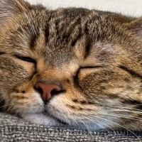 暖かくなってきた日、ソファで“ぺそっ”と眠っていた猫…完全に脱力しきっている光景が114万表示「とけてるぅー」「いい季節がきたねｗ」