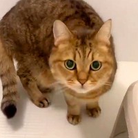 飼い主のお風呂中、侵入してきたネコ→ウロウロしていると思いきや…次の瞬間見せた『想定外の行動』に「笑った」「風呂はよ出ろ妖怪ｗｗｗ」の声