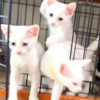 真っ白な３匹の子猫→朝ご飯を用意してあげると…ずっと見ていたくなる『尊い光景』に「キャラ濃すぎｗ」「ご飯より遊びたいんだね」と反響