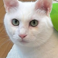 香箱座りでくつろぐ白猫に『緑の布』をかけてみると…ほっこりする光景に２万いいね「おいしそうｗ」「お茶を飲みながら愛でるｗ」