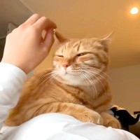 お腹の上に乗ってきたネコ→30分以上動かなくて…愛にあふれた『幸せなひととき』に反響「本当にママさんが好きなんだね」「甘えん坊可愛い」