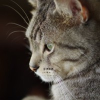 猫が『ため息をついている』ときの理由3選　読み取れる心理から注意すべきケースまで