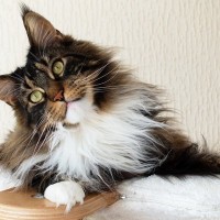 独特の『別名』を持っている猫種3選　名付けられた由来やそれぞれの特徴もご紹介