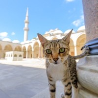 猫好きなら行ってみたい『猫を愛する国』5選　猫との歴史やそれぞれの魅力もご紹介