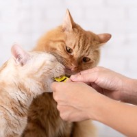 猫の『テンションを上げる』3つのもの　気分が高まる理由や取り入れるメリットまで