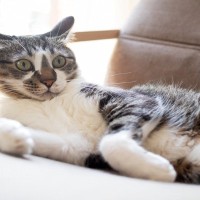 猫が『イカ耳』をするときの心理3つ　気持ちを見分けるコツや接するときの注意点