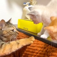 ２匹の保護子猫→先住猫と初対面したら、顔を近づけて…微笑ましい『ごあいさつの光景』に反響「優しさがとんでもない」「もう寂しくないね」