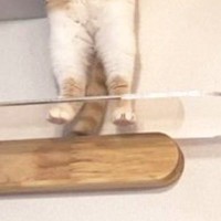 『キャットウォークにいる猫』を見ると、２本足で…『神々しい瞬間』に「拝みたくなる」「疲れた体に沁み入る笑い」と１万いいねの反響