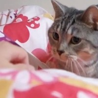 布団に入ると、『甘えん坊の猫』がやってきて…たまらなく可愛い『悶絶級の行動』が47万再生「大好きなんだね」「ぬくもりを感じてるんだな」