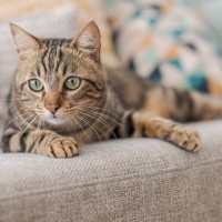 猫が突然『フリーズ』するときの理由5選　ピタッと止まるのはなぜ？不思議な行動の意味とは