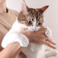 猫が前触れもなく『噛みついてくる』ときの原因5つ　行動の意味や適切な対処法も解説