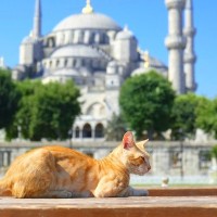 すべては猫のために！　「断熱構造の猫小屋」や「療養エリア」も…国会議事堂の敷地に「野良猫65匹のための楽園」が完成　トルコ