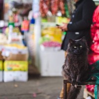 スーパーマーケットの入口でお客さんを誘導→「かわいい圧」をかけて、餌をゲットする猫ちゃんが大人気に　パラグアイ