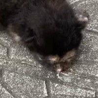 『道路に落ちていた』危険な状態の赤ちゃん猫を保護→お世話すると……劇的に変化した『現在の様子』に感動「素敵」「拾ってくれてありがとう」