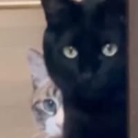 2年ぶりに『実家に帰省』→愛猫たちと再会した結果…『まさかの光景』が58万再生「不審者を見るようなｗ」「絵にかいたような誰や顔ｗ」